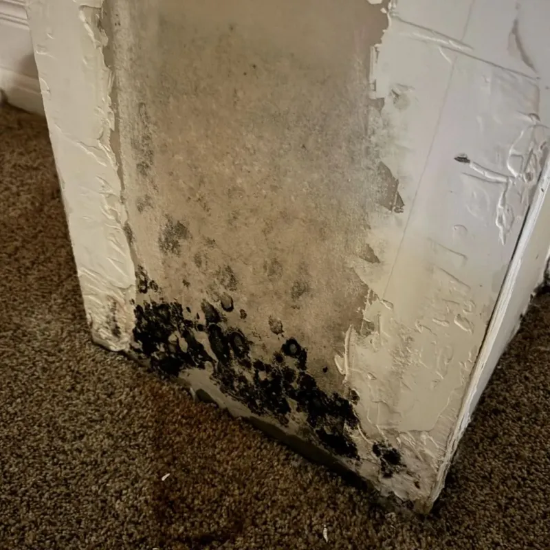 Professional Mold Removal in Beulaville, NC